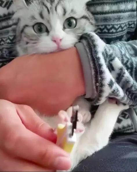 娱乐吃瓜酱剪猫,揭秘“剪猫”背后的故事与真相