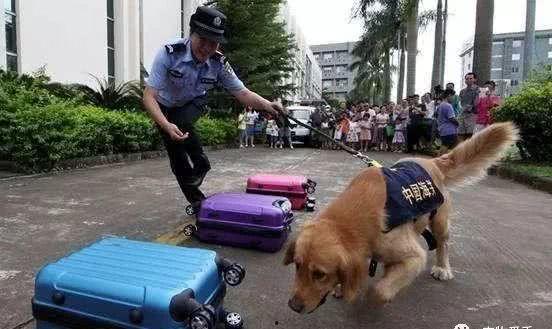 娱乐吃瓜酱缉毒犬,揭秘缉毒犬的神秘世界